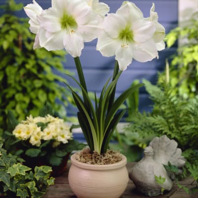 Amaryllis Bulbs - Fedco Seeds