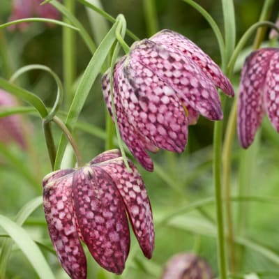 Guinea-Hen Flower