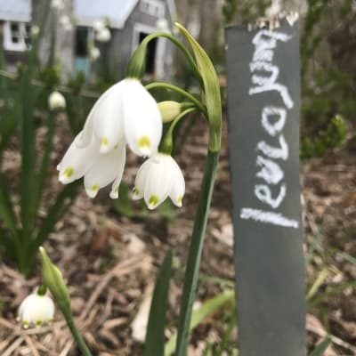 Gravetye Giant Summer Snowflake