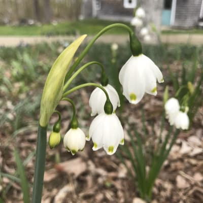 Gravetye Giant Summer Snowflake