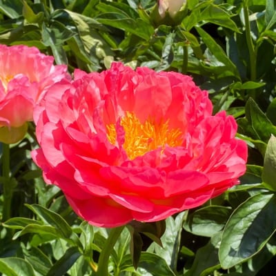 ‘Coral Sunset’
