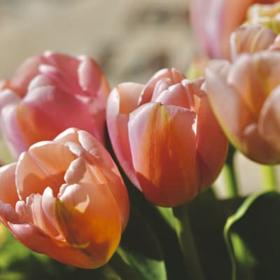 Apricot Beauty