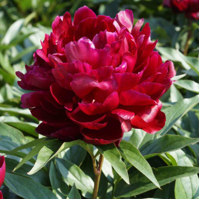 ‘Peter Brand’