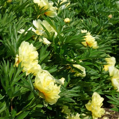 ‘Bartzella’