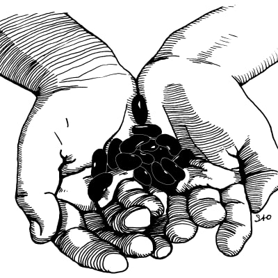 Two hands holding dry beans.