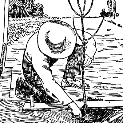 A person planting a fruit tree.