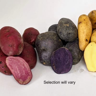Fantastic Fingerlings