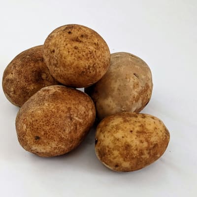 Gold Rush Russet