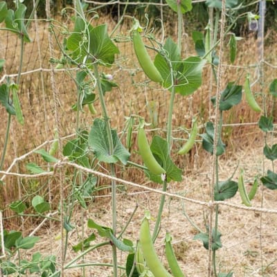 Jute Trellis Netting - Organic Growers Supply