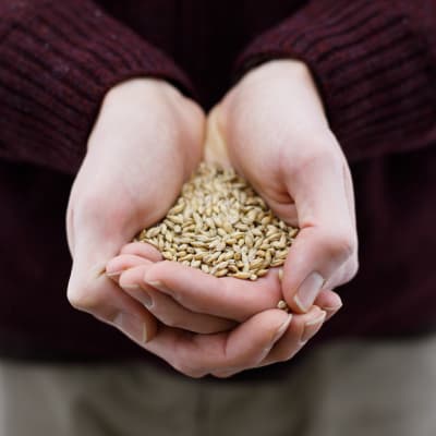 Barley