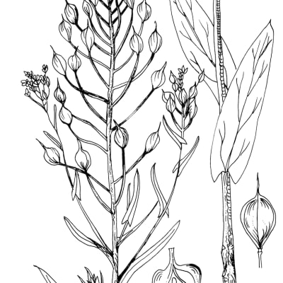 Winter Camelina
