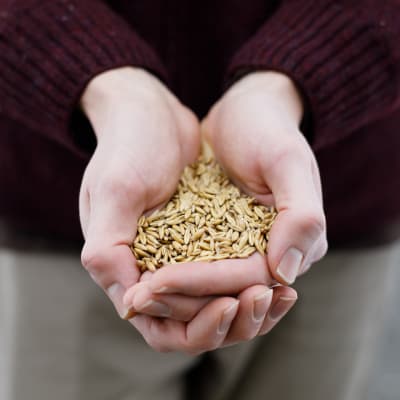 Forage Oats