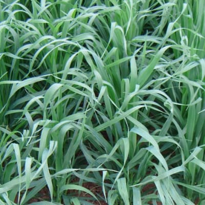 Common Oats