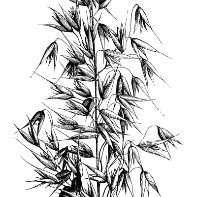 Common Oats