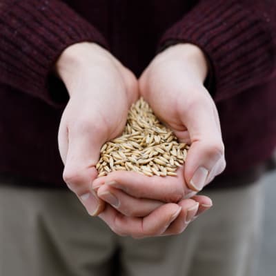 Common Oats