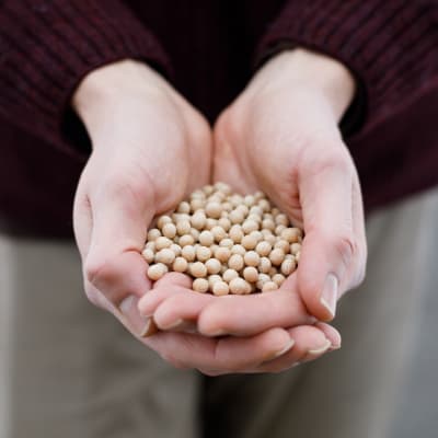 Field Peas