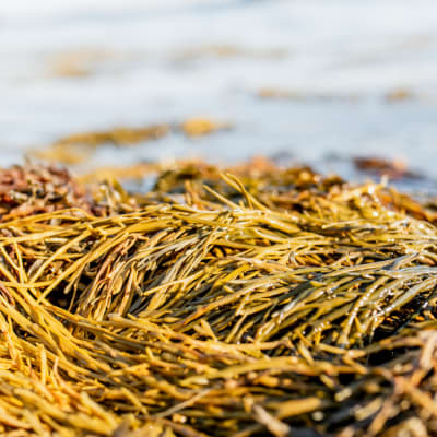 Kelp Liquid Concentrate