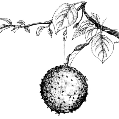 Red Ball Trap