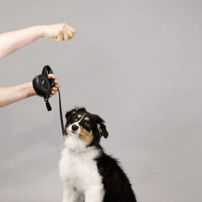 Indestructible Bottom Trays