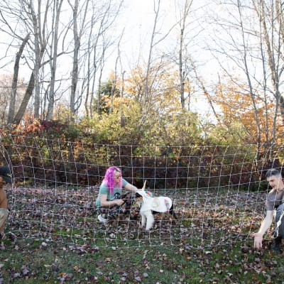 Poly Trellis Netting