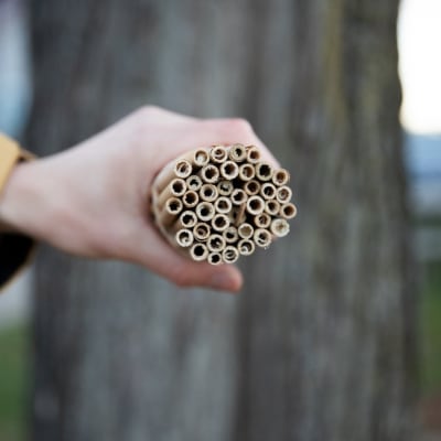 Leafcutter Bee Reeds