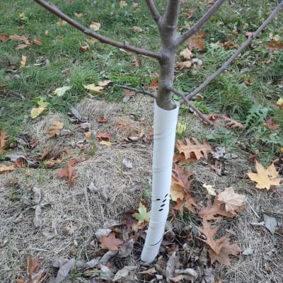 Vinyl Tree Guards