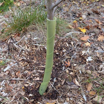 Biodegradable Tree Guards