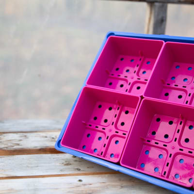 Magenta 5