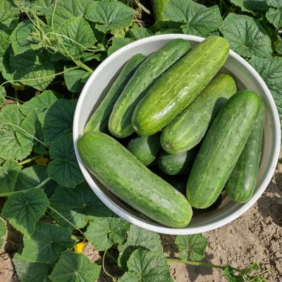 Little Leaf H-19 Organic Pickling Cucumber - Fedco Seeds