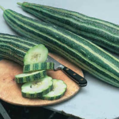 Little Leaf H-19 Organic Pickling Cucumber - Fedco Seeds