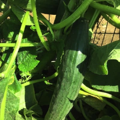 Little Leaf H-19 Organic Pickling Cucumber - Fedco Seeds