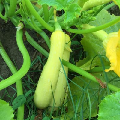 Green Machine Organic Zucchini - Fedco Seeds