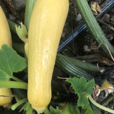 Green Machine Organic Zucchini - Fedco Seeds