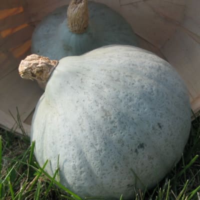 Baby Blue Hubbard