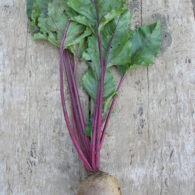 Early Wonder Tall Top