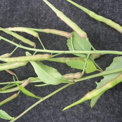 Rat-tail Radish