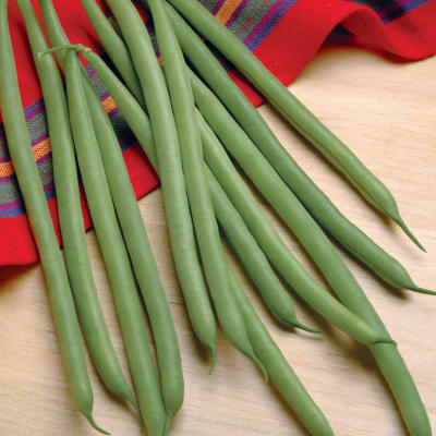 Beansページ Seeds | Sage Garden