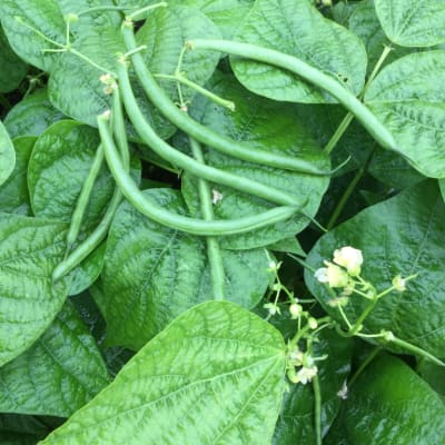 Bean Seeds - Fedco Seeds