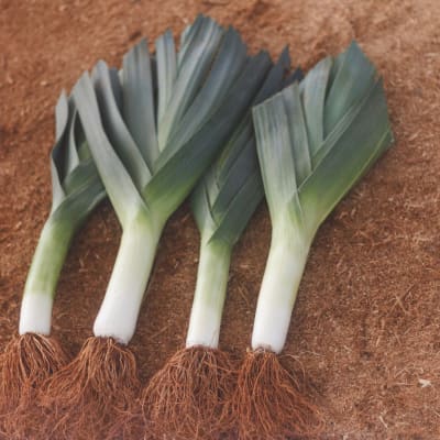 Lancelot  thumbnail #1 