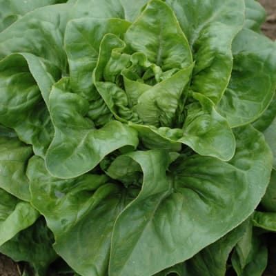 Green Deer Tongue