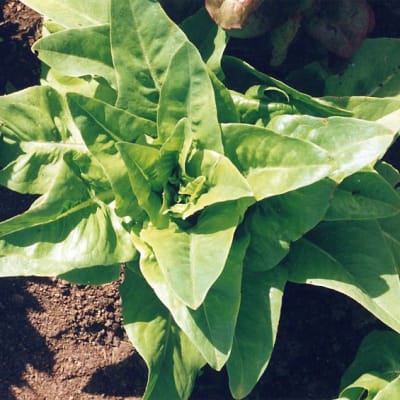 Green Deer Tongue