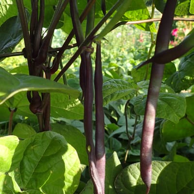Bean Seeds - Fedco Seeds