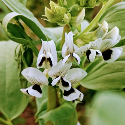 Corn Husk Floral Stem - Ivory Sweet Pea