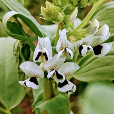 DRIED WHITE FLOWER Necklace Bronze Ivory Pansy Dry Flower -  Canada