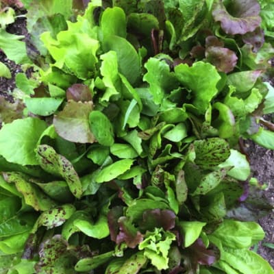 Freedom Lettuce Gene Pool