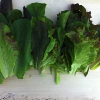 Summer Lettuce Blend