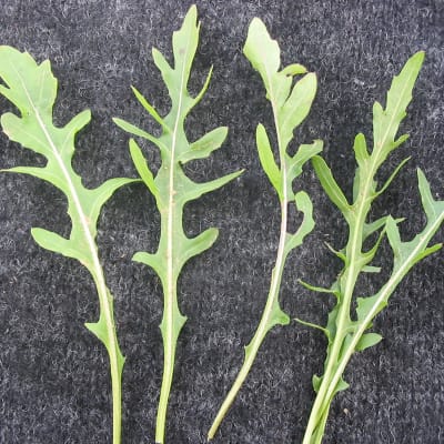 Sylvetta Wild Arugula