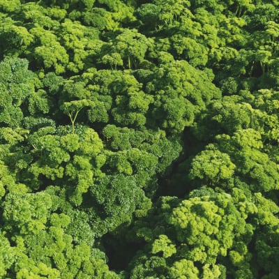 Krausa  thumbnail #1 