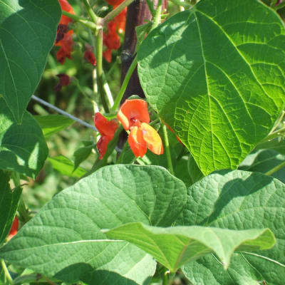 Scarlet Runner