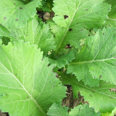 Sativa Organic Large-leaved Garden Cress, 1 Package - Bloomling